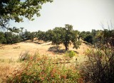 Hillside Giants