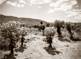Cholla Cactus Garden