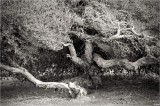 Twisted, Like My Mind...