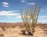 The Ocotillo