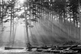 PACIFIC NORTHWEST COASTAL FOREST SUNRISE