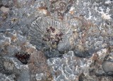 2N9A8681 Fossil Coral.jpg