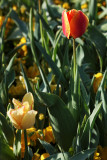 Giverny