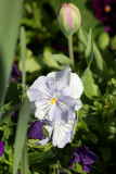 Giverny