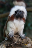 La planète des singes