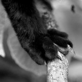 Chat noir (détail)