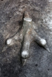 La patte ...