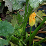Courgette en fleur
