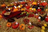 Saint-Jean de BeauregardTomates à gogo