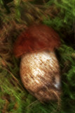Bolet bougé