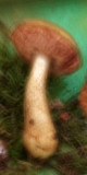 Champignon halluciné