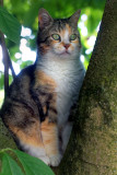 Chat assis</br>(sur un arbre perch)