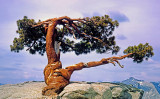 Jeffrey Pine made famous by Ansel Adams atop Sentinel Dome, Yosemite National Park, CA