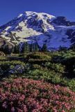 Heather, Paradise Meadow, Mount Rainier National Park, WA