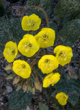 Yellow Cups, Joshua Tree National Park, CA