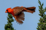 Northern Cardinal, Village of Oak Creek, AZ