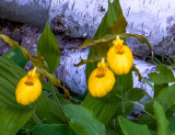 Trio of Yellow Ladys-slippers, Ridges Sanctuary, WI
