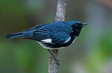 Black-throated Blue Warbler, Magee Marsh, Ohio