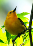 Prothonotary Warbler, Magee Marsh, Ohio