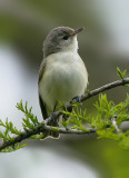 Warblng Vireo, Magee Marsh, OH