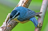 Red-breasted Nuthatch, Magee Marsh. OH