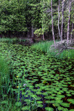 Swale with Yellow Water Lily Pads, Ridges  Sanctuary, Door, County, WI