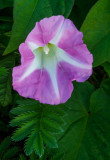 Morning Glory, Door County, WI