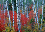 Aspens and Maples, Targhee National Forest, WY