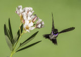 Black-chinned  Hummingbird, Sedona, AZ