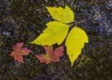 Leaves on Grotto Wall along the Virgin River, Zion Canyon, Zion National Park, UT