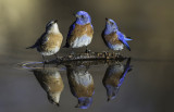 Western Bluebird Trio, Verde Valley, AZ