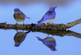 Western Bluebirds, Verrde Valley, AZ