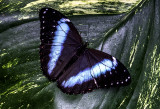 Blue Morpho (subspecies)