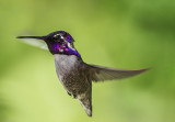 Costa's Hummingbird, Cottonwood, AZ