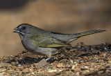 Green-tailed Towhee,Verde Valley, AZ