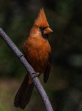 Northern Cardinal, Verde Valley, AZ