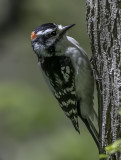 Downey Woodpecker, Magee Marsh, Ohio