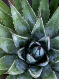 Yucca at Tatahatso Point, Marble Canyon, AZ