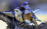 Western Bluebirds, Yavapai County, AZ