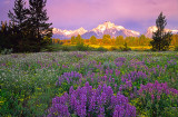  Pilgrim Creek Meadow, Grand Teton National Park, WY