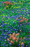 (TW15) Flax, Bluebonnets, and Texas Paintbrush, Llano County, TX