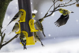 American Goldfinches at nyjer feeder