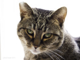 Tabby Cat Portrait II with Nikkor 300mm f4 AF-D lens