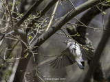 A quick moving gray blur, the tiny bird wastes no time, nor tarries long.