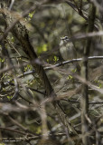 This view, slightly above eye level shows the bird deep within the branches of a shrub; a bit of the crown is visible.