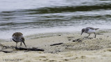 Tufted Titmouse fledgling and 2 sandpipers at Bald Eagle State Park