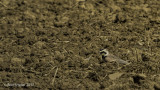 Horned Larks in field at Rock Springs