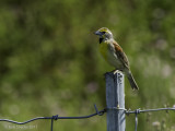 Dickcissel male III 