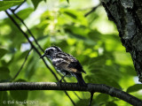 Black and White Warbler parent