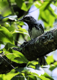 Black and White Warbler adult